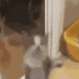:miraicatyipee: