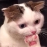 :miraicatthink: