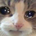 :memecatcatcry: