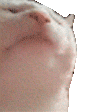 :memecatcatjam: