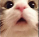 :memecatcatwtf: