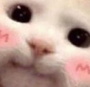 :memecatcutecat: