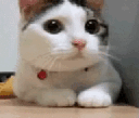 :memecatnocat: