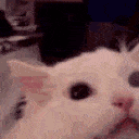 :mememegacatscream: