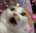 :memecatfear: