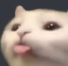 :memecattongue: